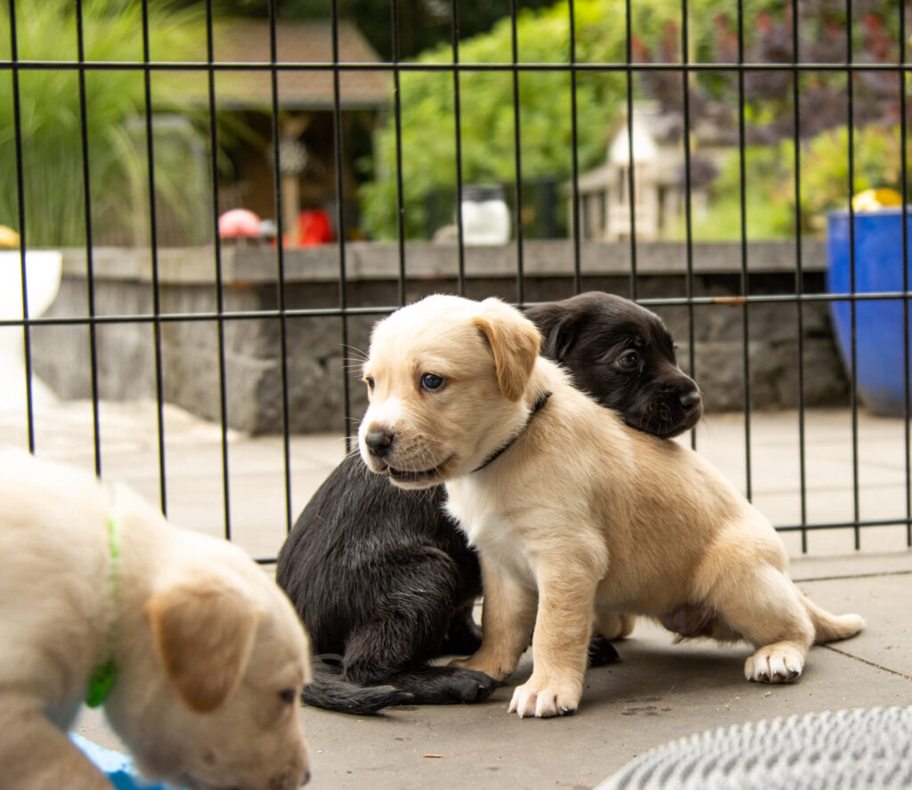 Blonde en zwarte labrador puppy