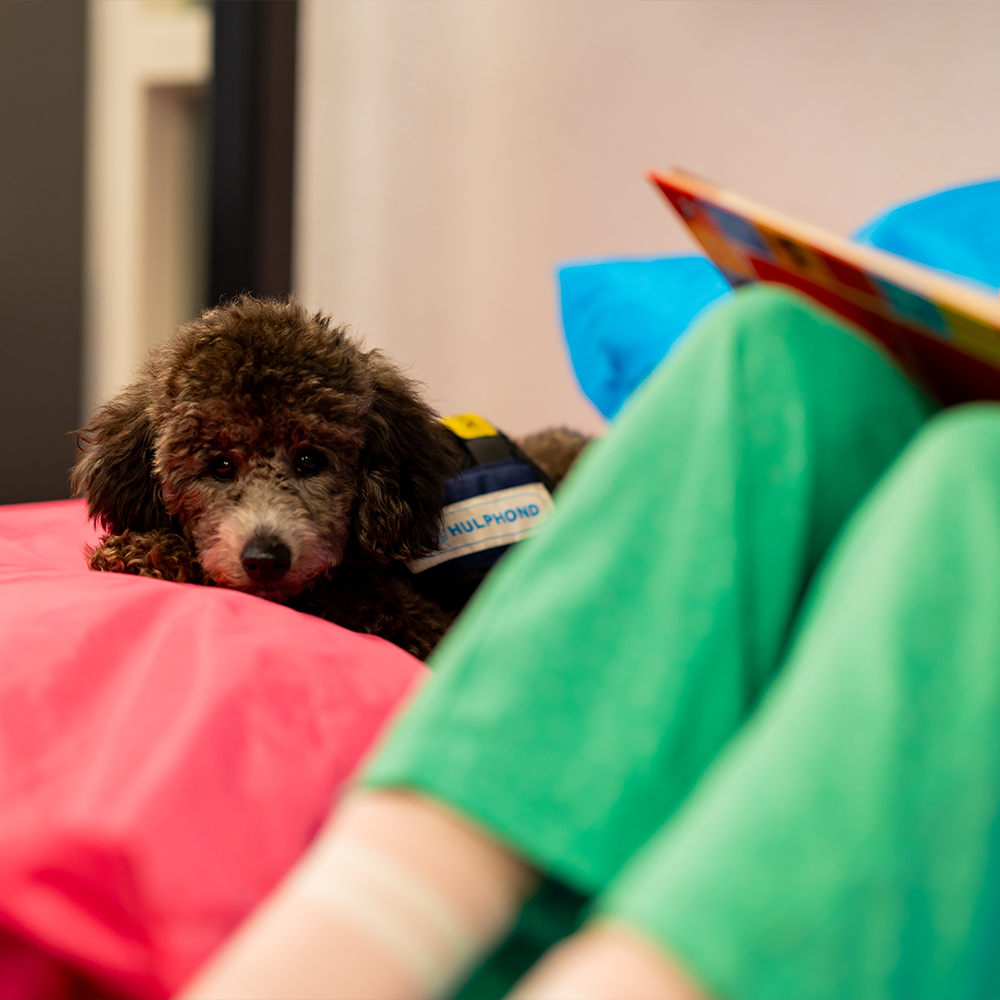 hond op kussen bij lezen