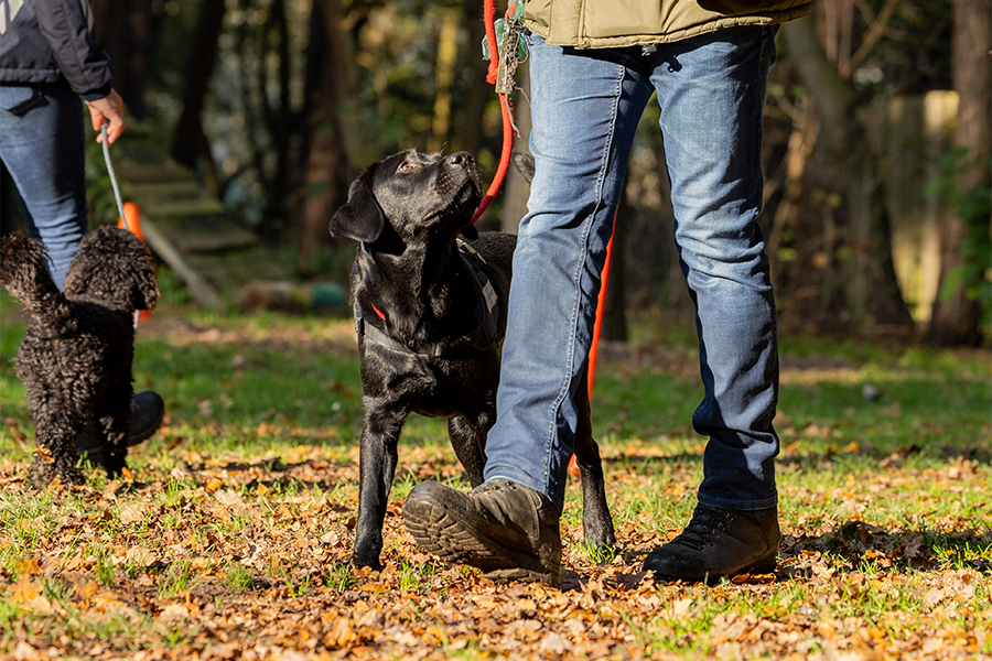 Blog 8: Honden passeren